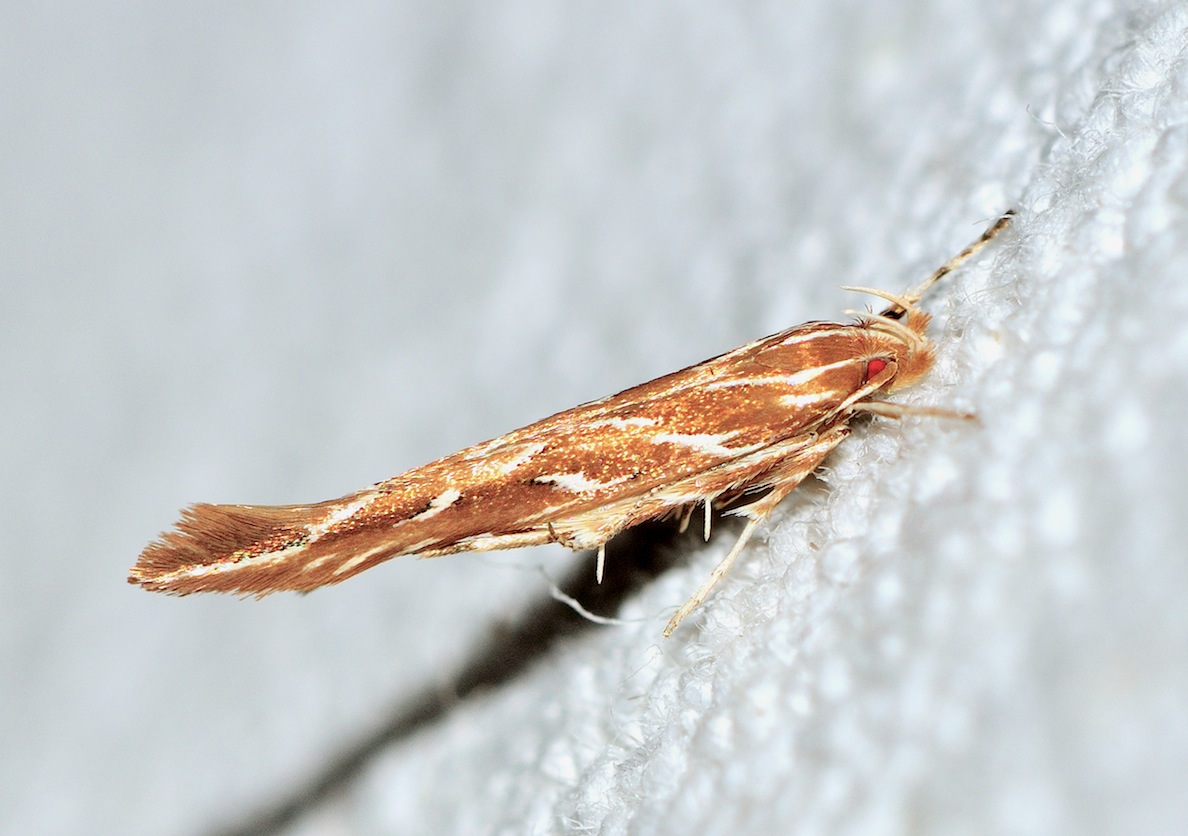 Cosmopterigidae